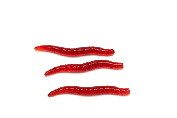 Soft Plastic Worm